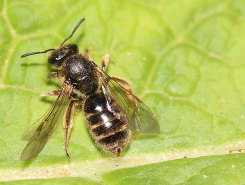 Réf. 299 963 : Lasioglossum sp.